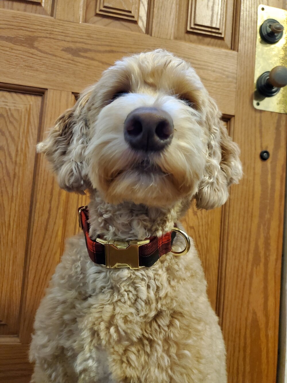 Custom Dog & Cat Collar