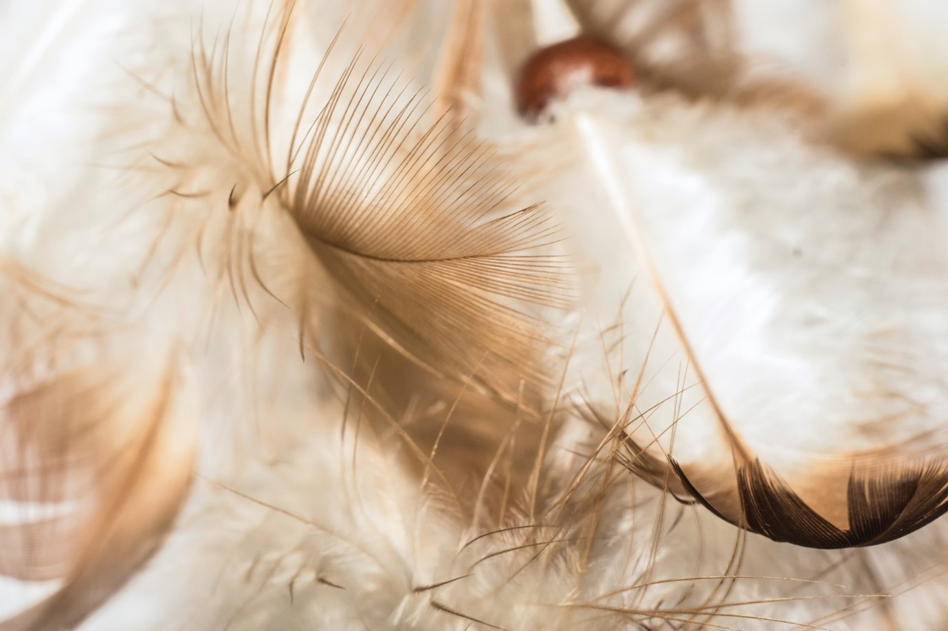 15 Best Feather Crafts to Try Today